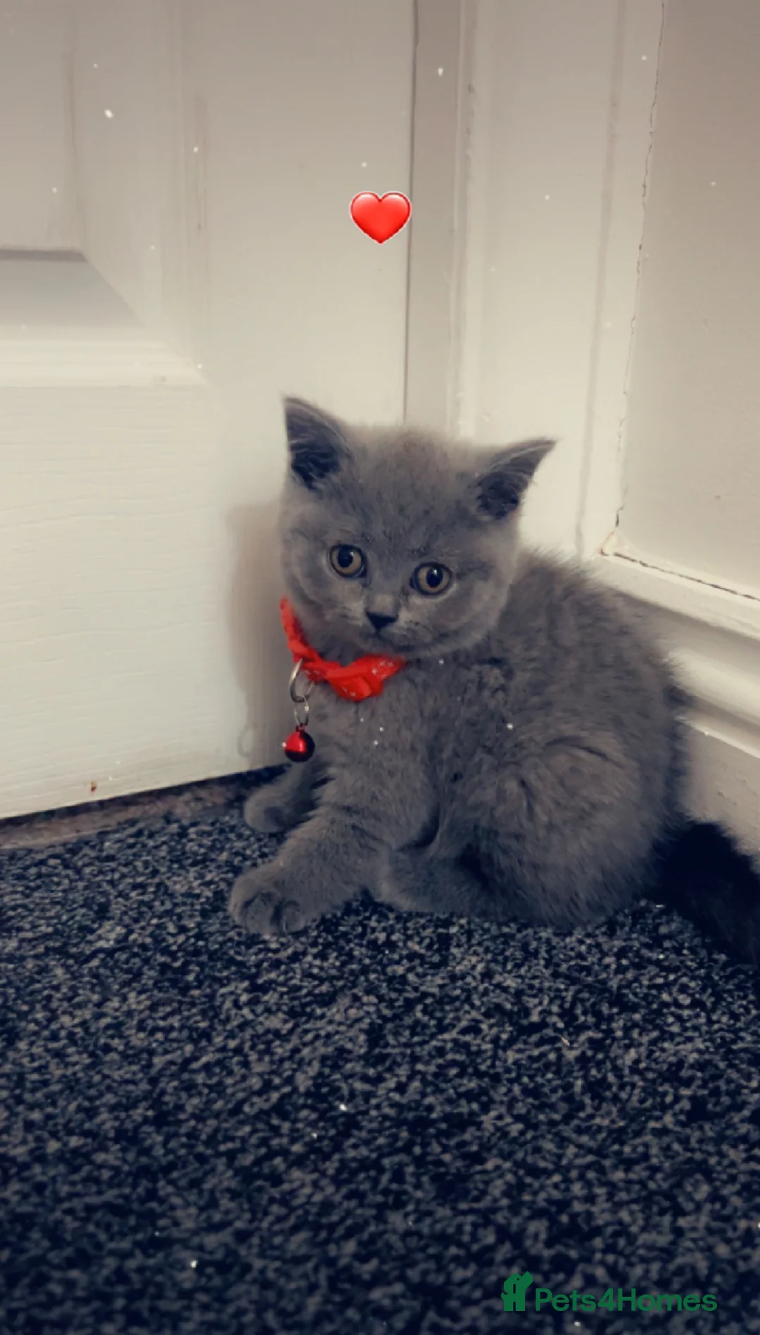 British Shorthair cats for sale: Beautiful BSH Kittens / GCCF registered  - Advert 7