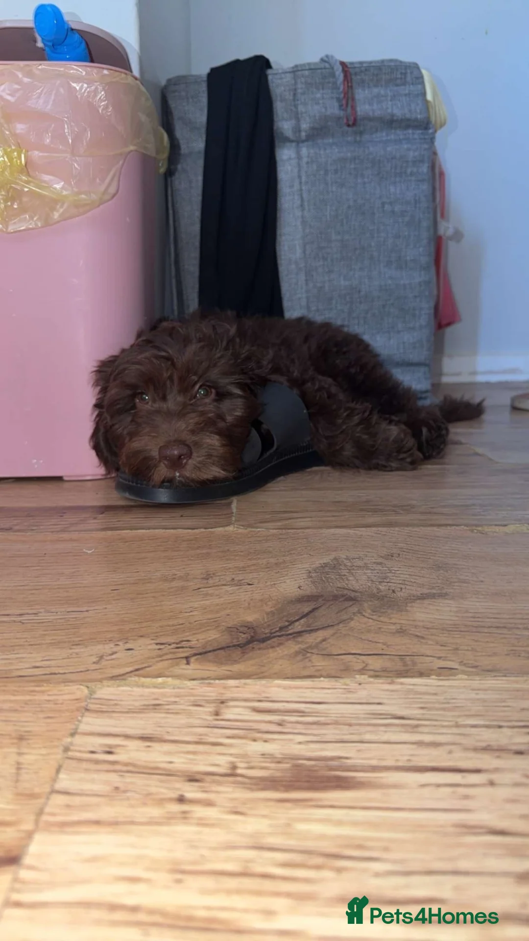Cockapoo dogs for sale: Puppy cockapoo  - Advert 3