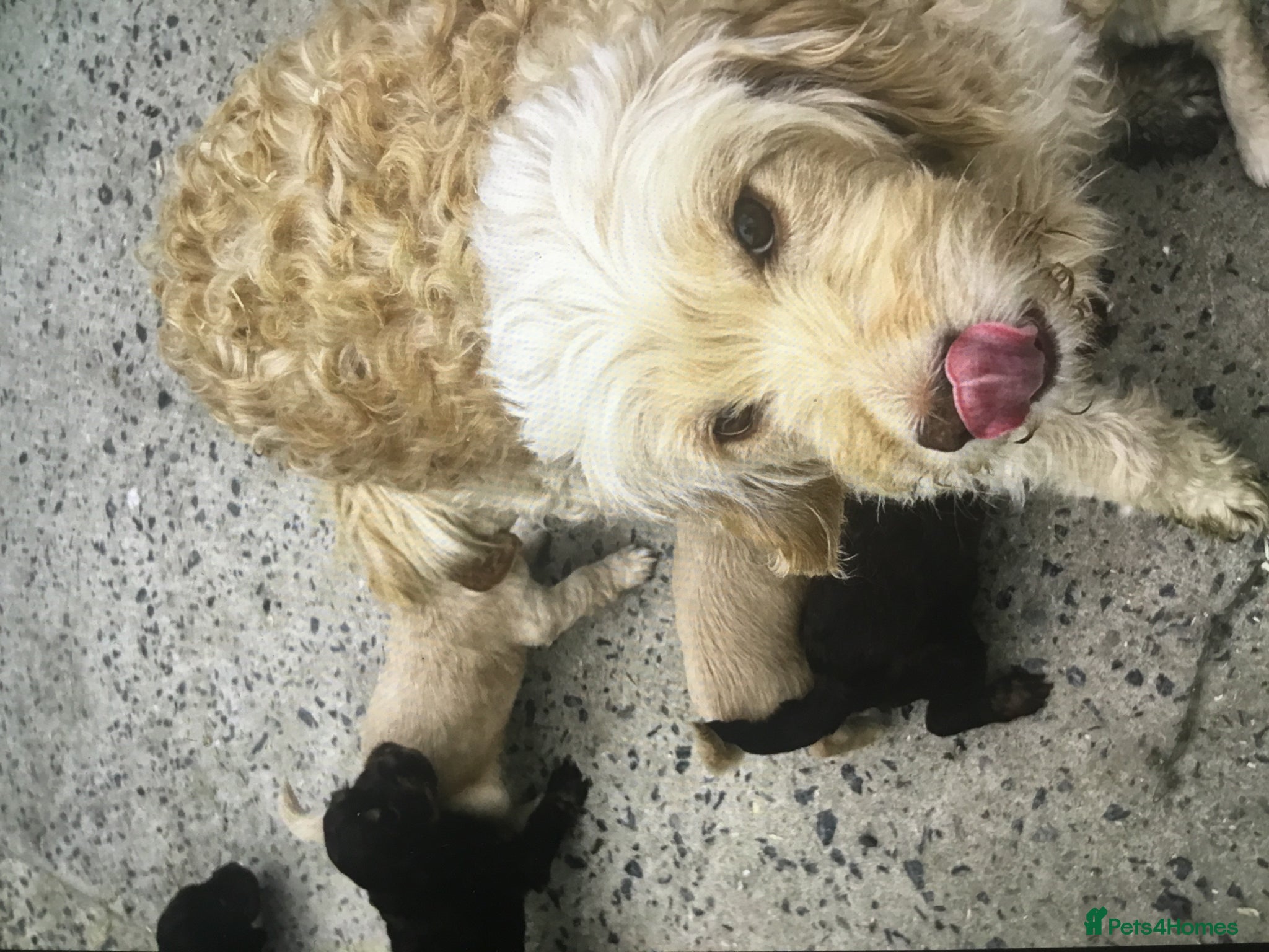 Mixed Breed dogs for sale: Mini Doodle x Cocker pups - Advert 1