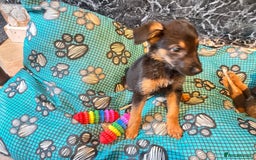 Mixed Breed dogs for sale: Malinois rotti cross puppy’s for sale - Image 14