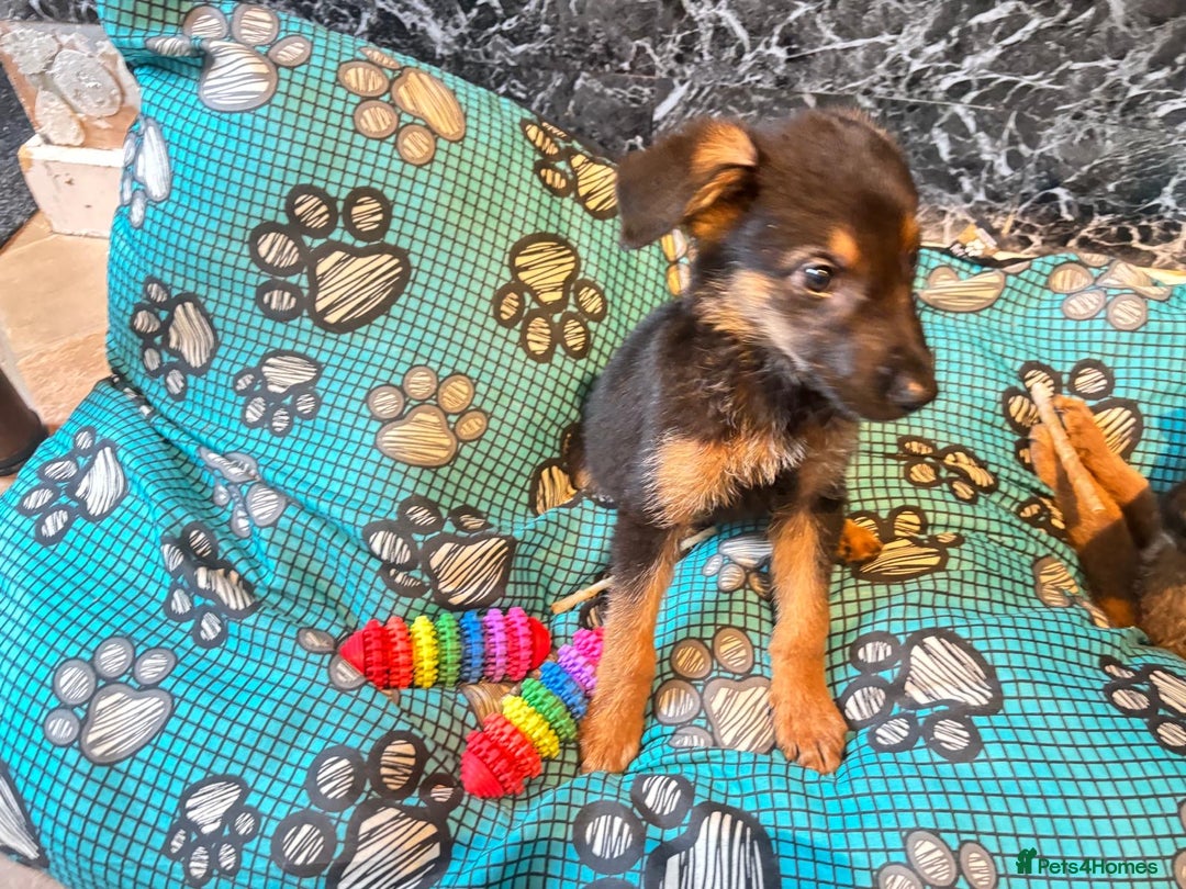 Mixed Breed dogs for sale: Malinois rotti cross puppy’s for sale - Image 14