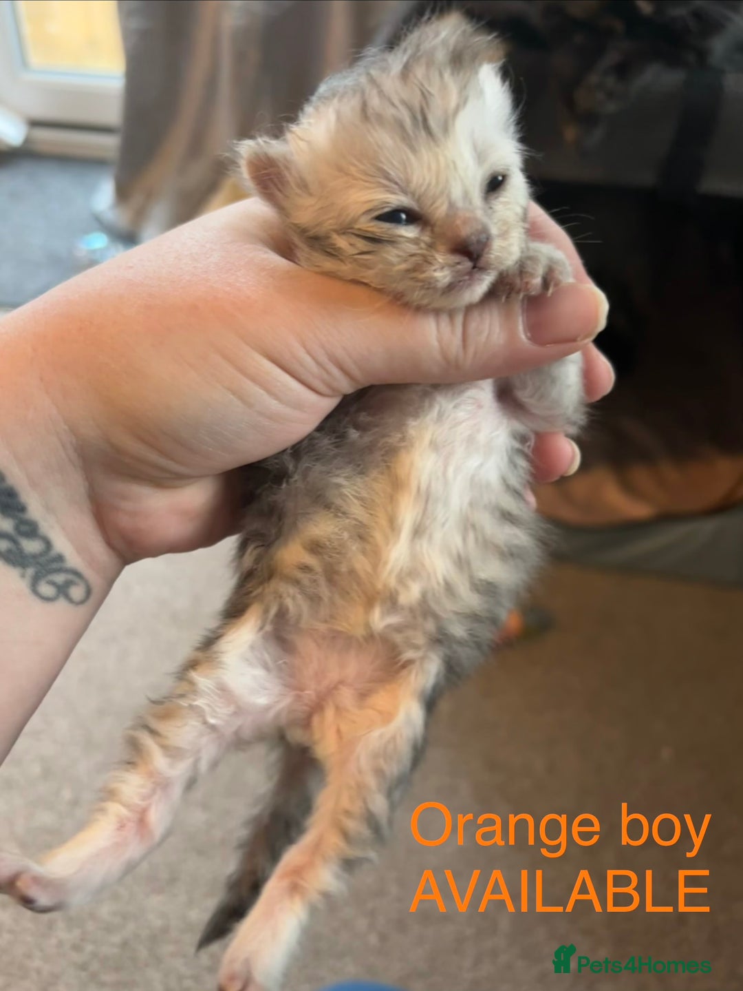 Persian cats for sale: Persian X Mainecoon kittens - Advert 7