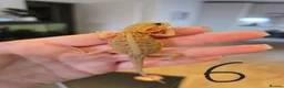 Bearded Dragon reptiles for sale: Baby bearded dragons  - Advert 6