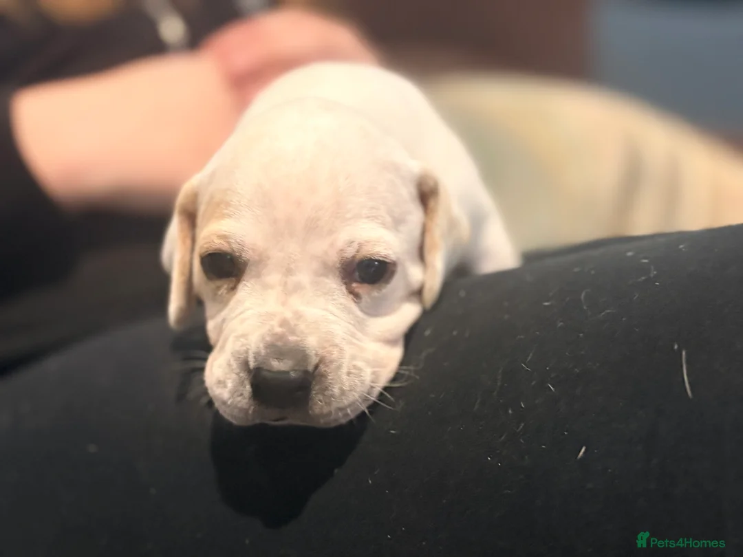 Pointer dogs for sale: Last gorgeous puppy looking for a loving home  - Advert 23