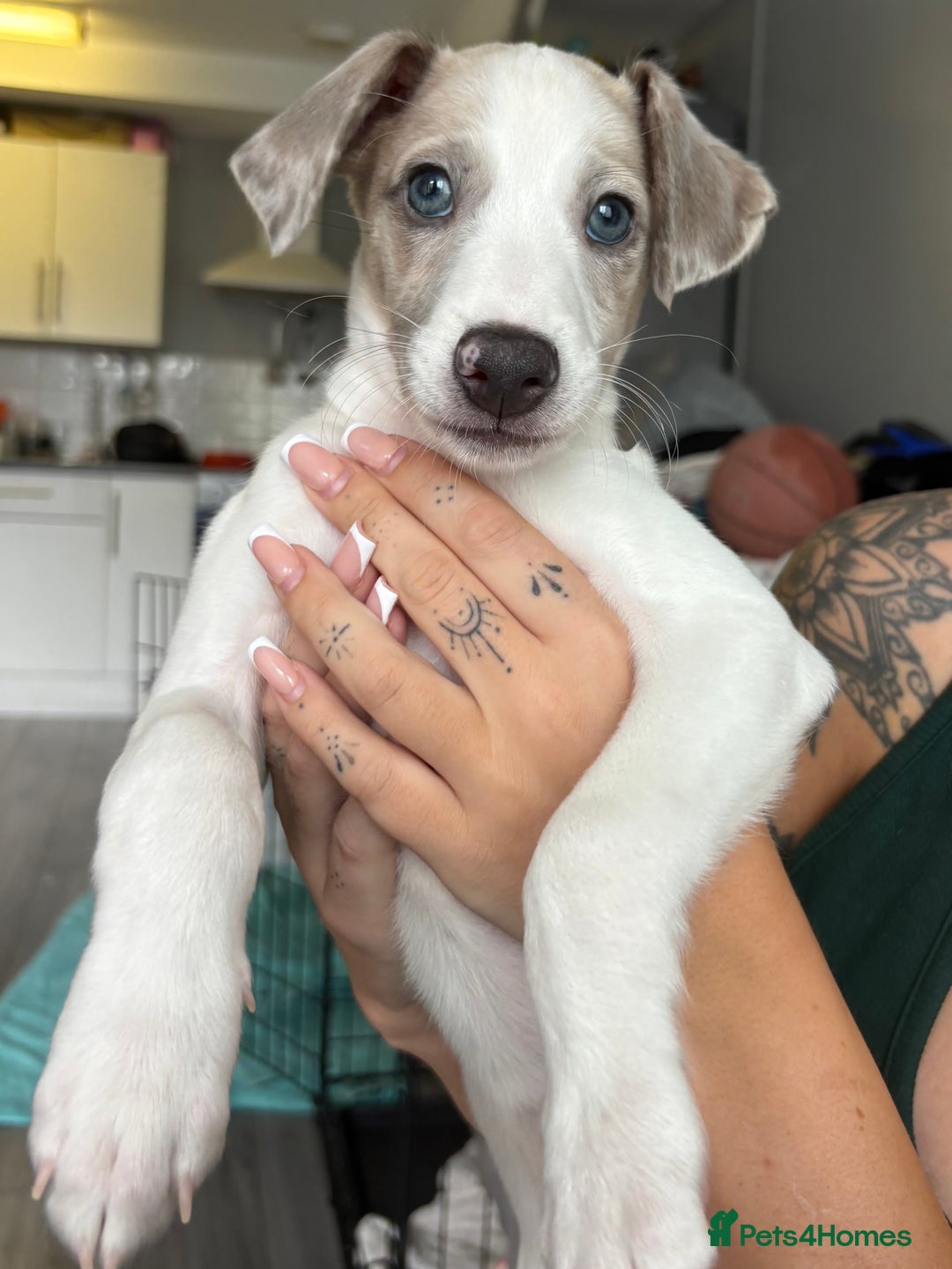 Mixed Breed dogs for sale: Collie Whippet Greyhound  - Image 13