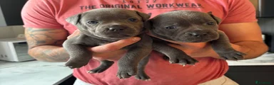 Staffordshire Bull Terrier Puppy 4
