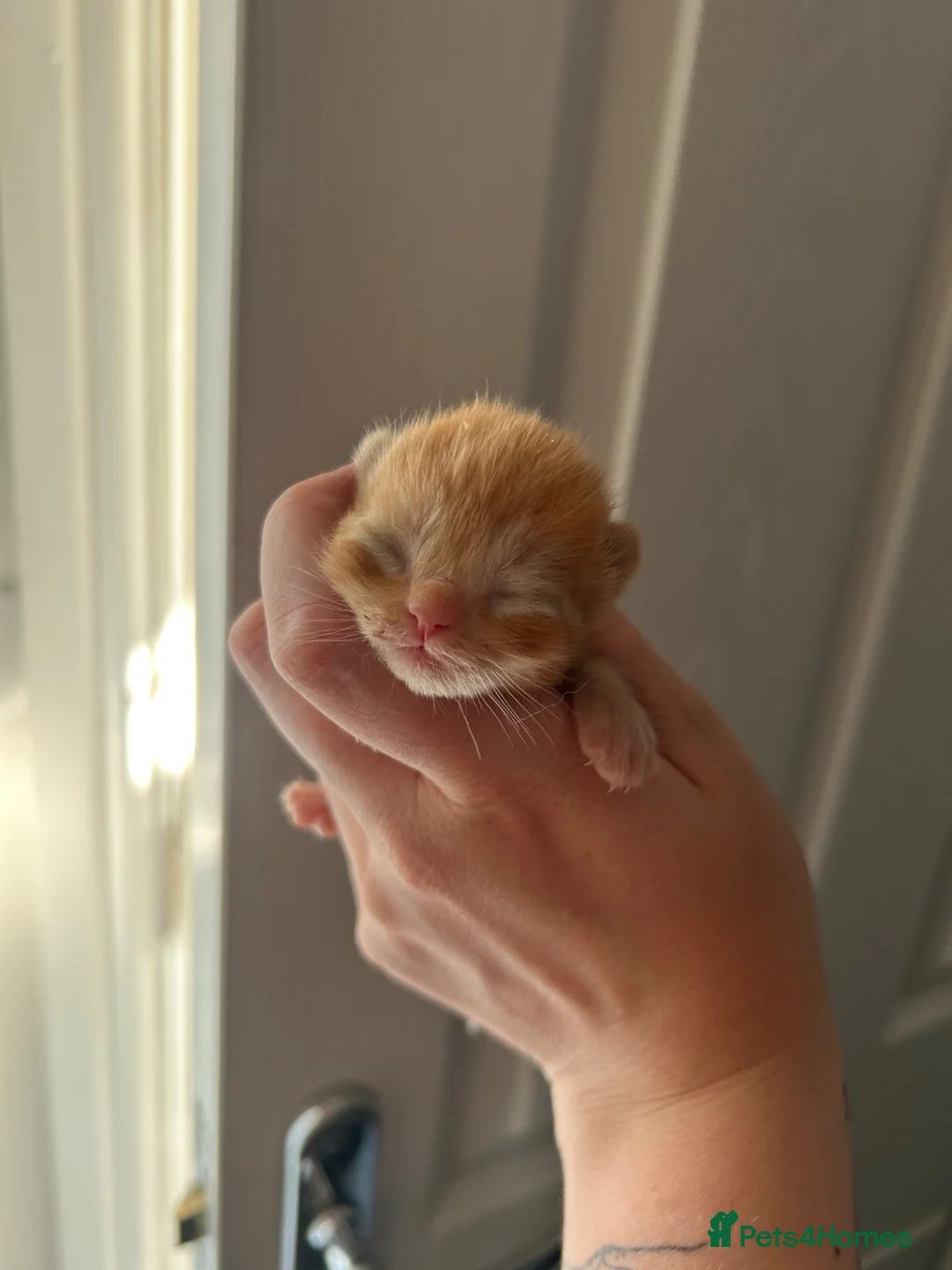 Mixed Breed cats for sale: 4 kittens £150 - Advert 2