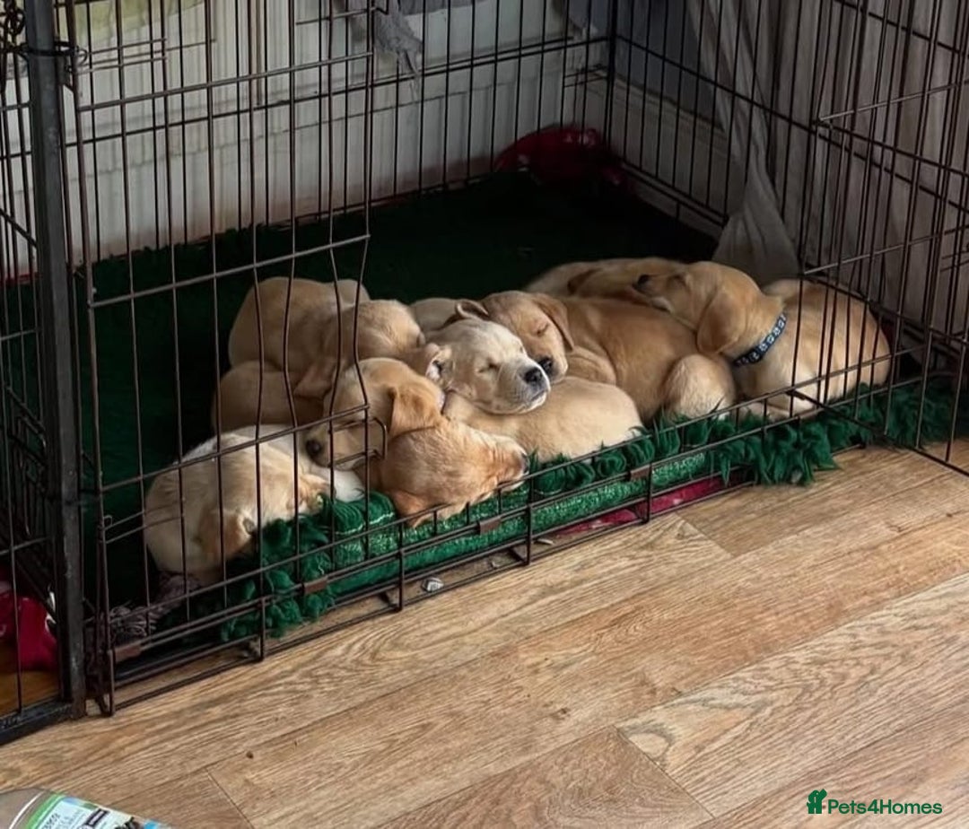 Labrador Retriever dogs for sale: Labrador puppys - Image 6