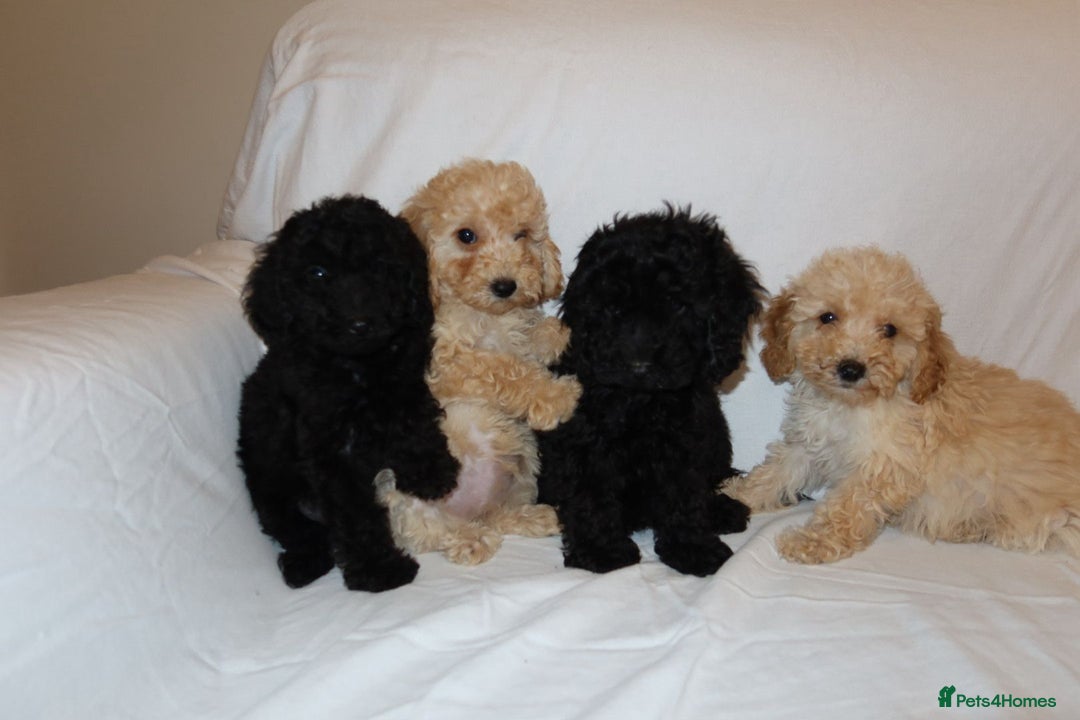 Poodle dogs for sale: Poodle puppies  - Image 6