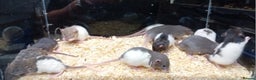 Rat rodents for sale: Dumbo Rats , Normal furred - Rex - Nakeds - Advert 3