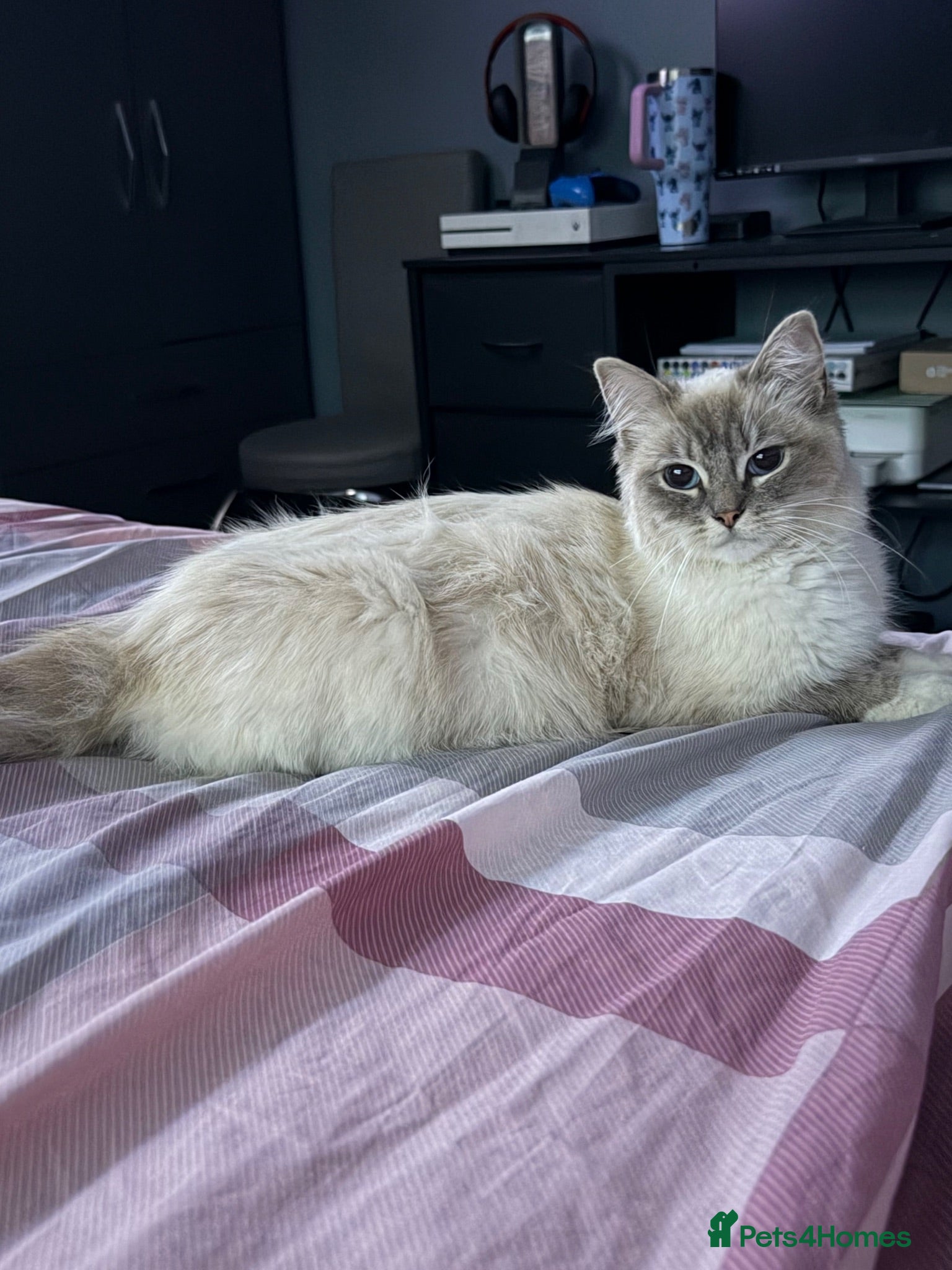 Mixed Breed cats Ragdoll x  - Advert 1