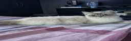 Mixed Breed cats for sale: Ragdoll x  - Advert 1