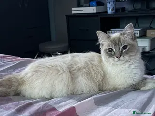 Mixed Breed cats Ragdoll mum, British short haired dad - Advert 2