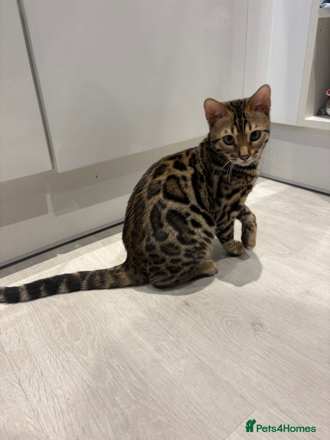 Bengal cats for sale: Gorgeous Bengal kitten - Advert 1