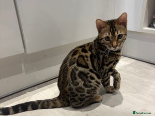 Bengal cats Gorgeous Bengal kitten - Advert 4