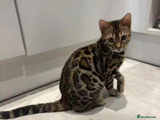 Bengal cats Gorgeous Bengal kitten - Advert 16