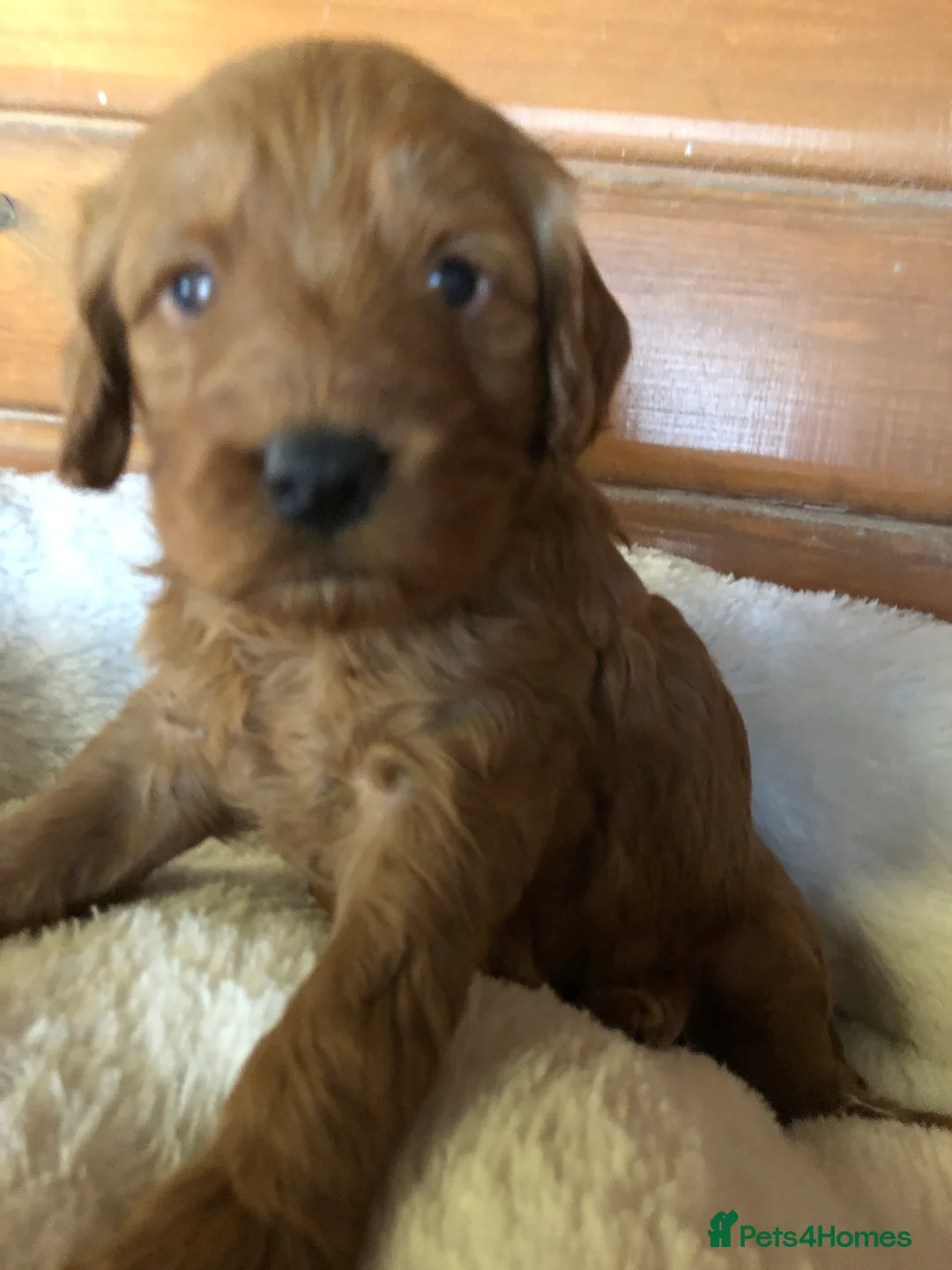 Cockapoo dogs for sale: F1B Cockapoo Puppies - Advert 2