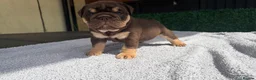 English Bulldog dogs for sale: English Bulldog Puppies - Advert 36