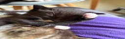 British Shorthair cats for sale: Five gorgeous soft kittens  - Advert 19