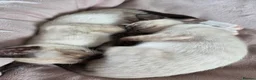 Snowshoe cats for sale: Seal Point Snowshoe kittens - two left - Advert 4