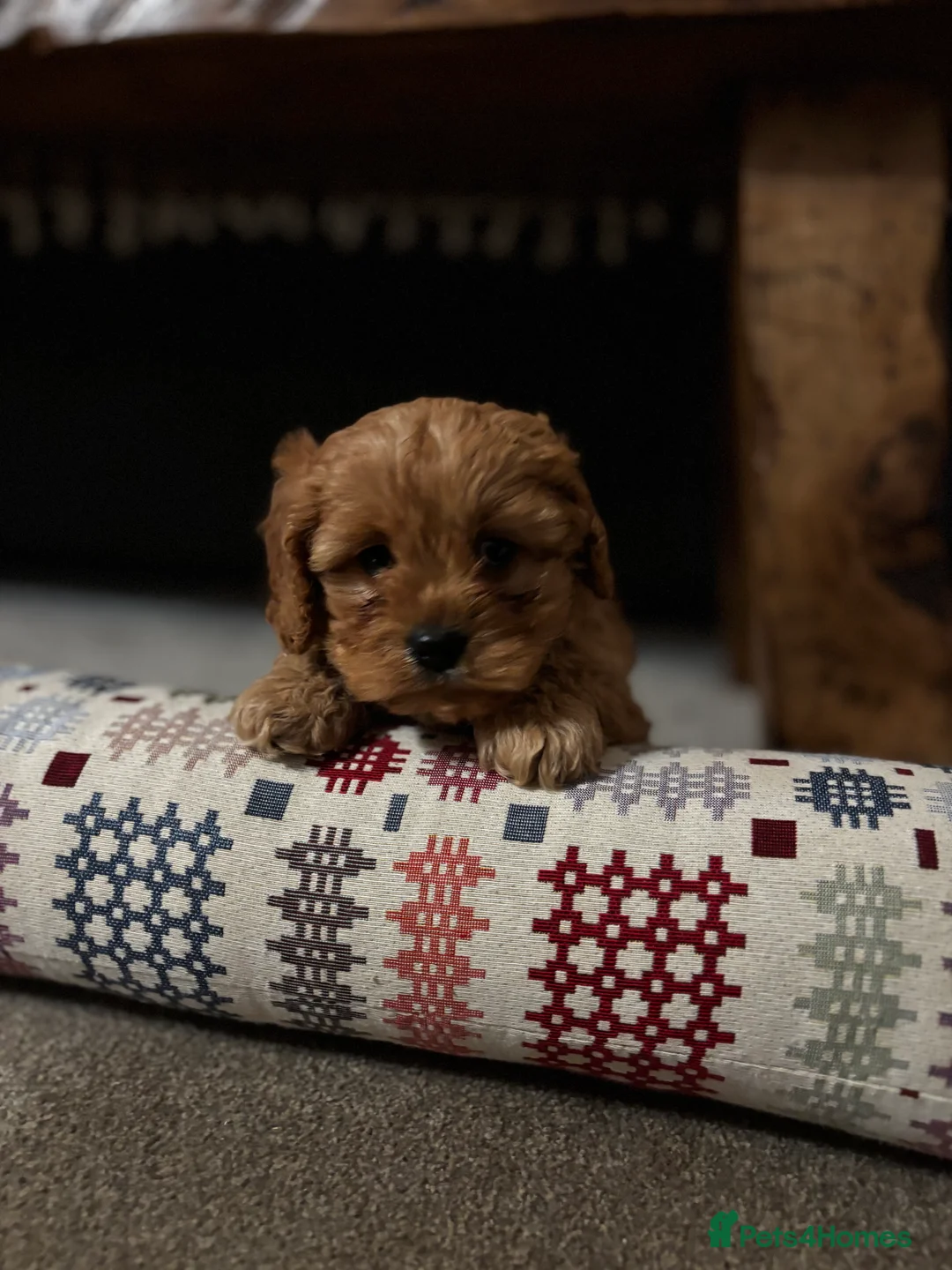 Cavapoo dogs for sale: Cavapoo Pup - Advert 4