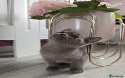 Burmese cats for sale: Burmese kitten 2 boys  - Image 7