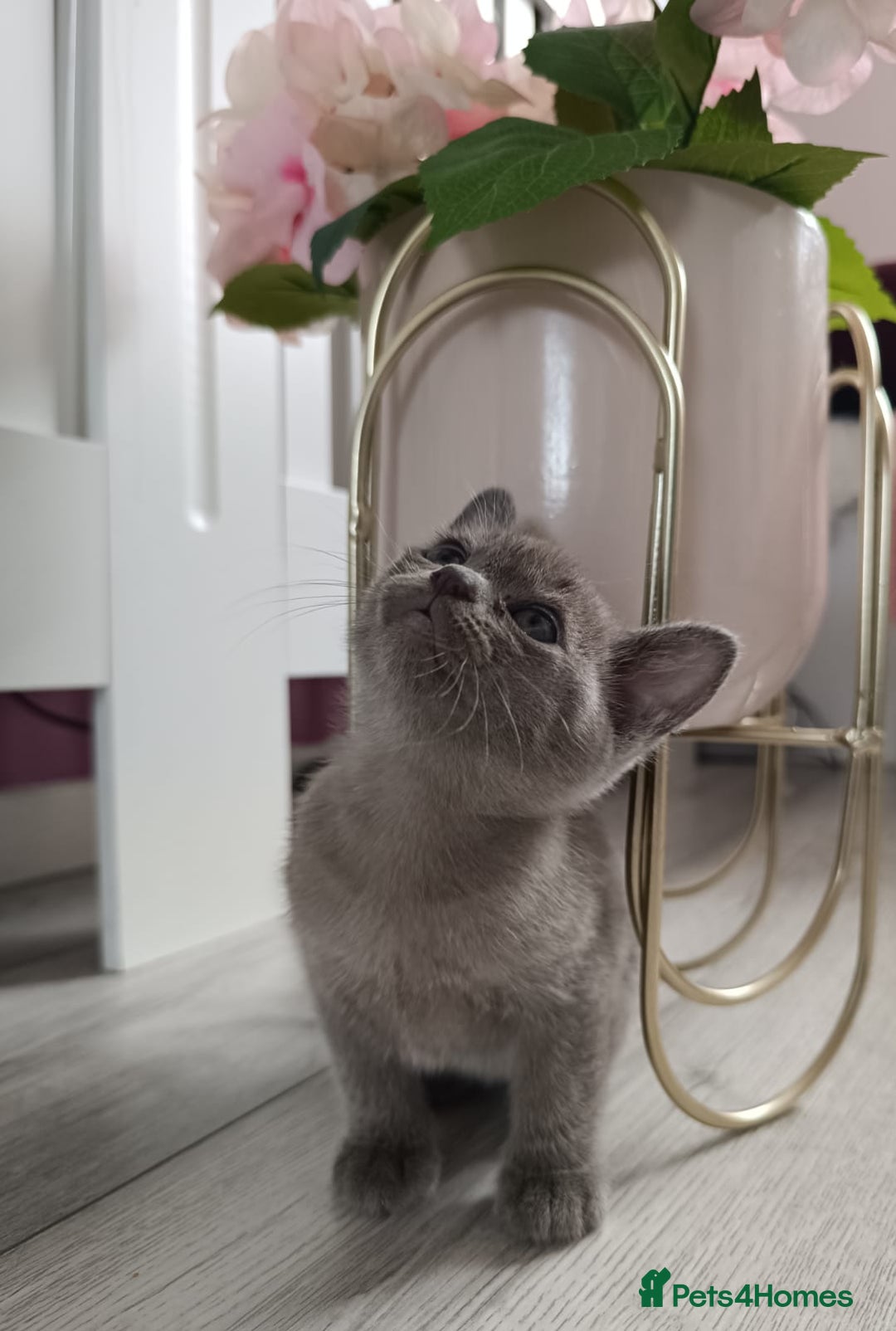 Burmese cats for sale: Burmese kitten 2 boys  - Image 7