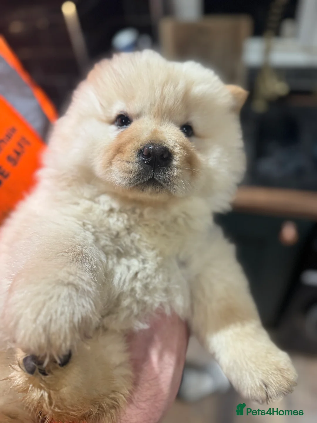 Chow Chow dogs for sale: BEAUTIFUL KC REG CHOW CHOWS FOR SALE 🥰🥰🥰🥰🥰🥰  - Advert 3