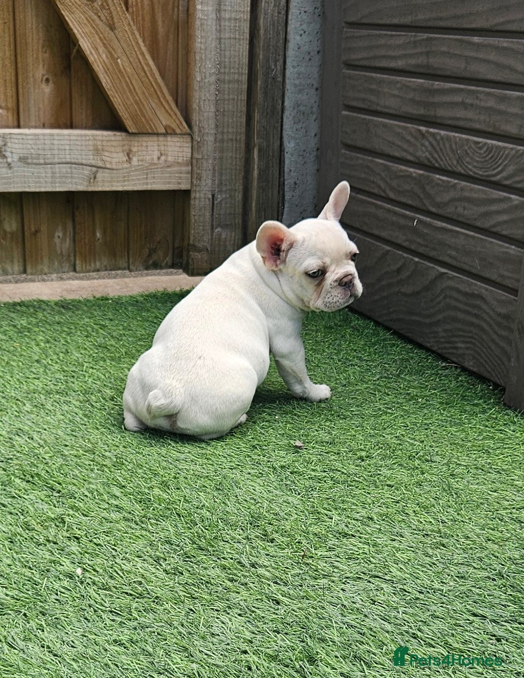French Bulldog dogs for sale: REDUCED Fully vaccinated french bulldog puppy  - Image 6