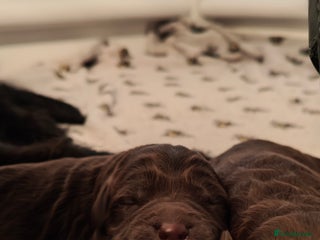 Mixed Breed dogs ✨Health Tested Australian Labradoodles✨ - Advert 2