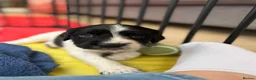 English Springer Spaniel dogs for sale: English springer spaniel puppies - Advert 14