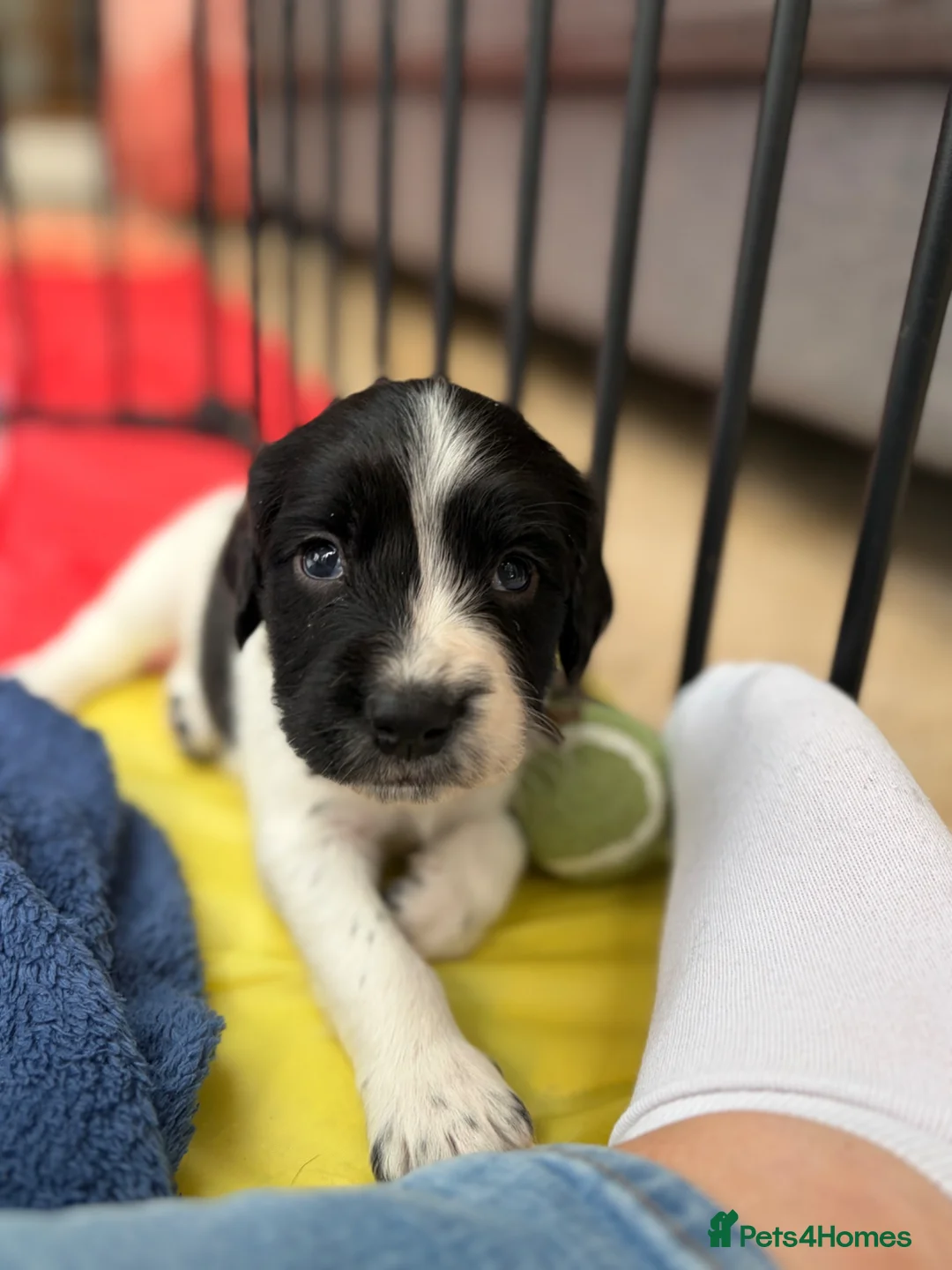 English Springer Spaniel dogs for sale: English springer spaniel puppies - Advert 14