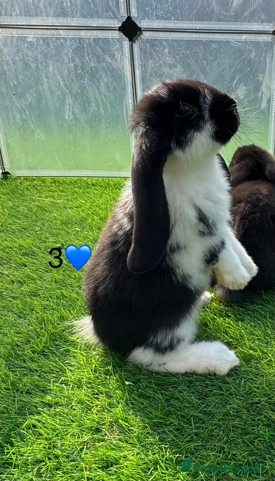 French Lop rabbits Pure French lop - Advert 1