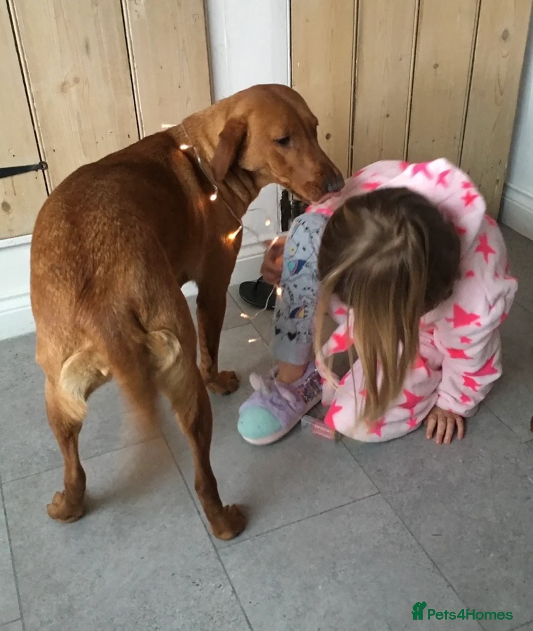 Labrador Retriever dogs for sale:  Fox red Labrador pups for sale, KC registered - Advert 4