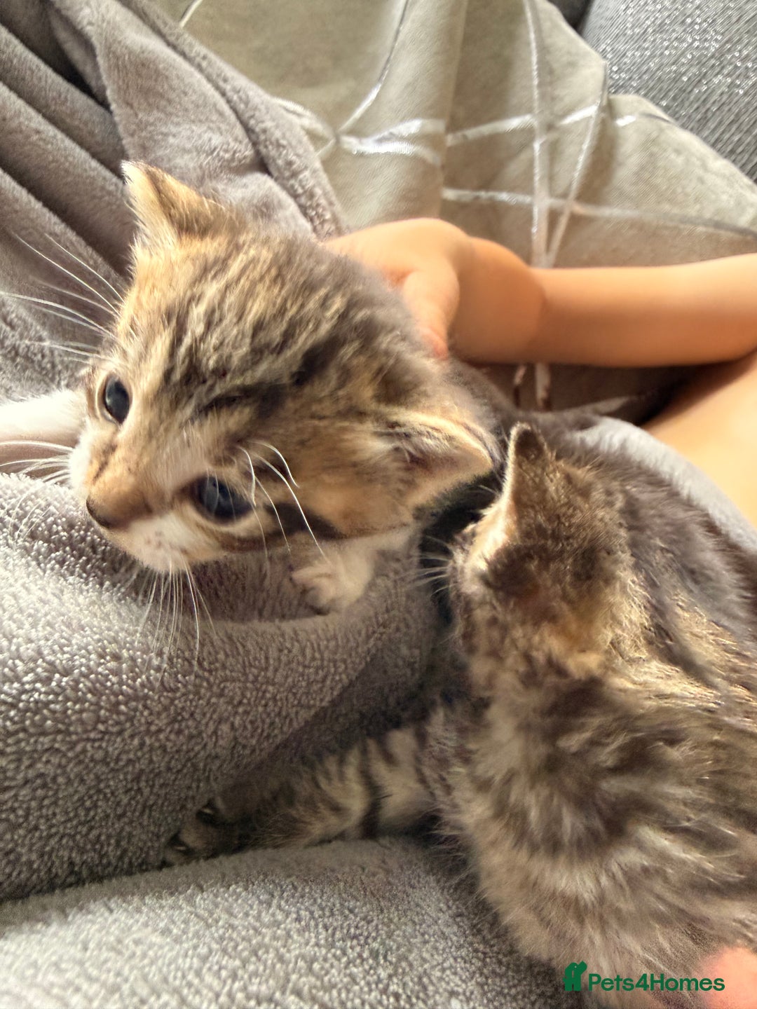British Longhair cats for sale: 3 Kittens for sale  - Image 2