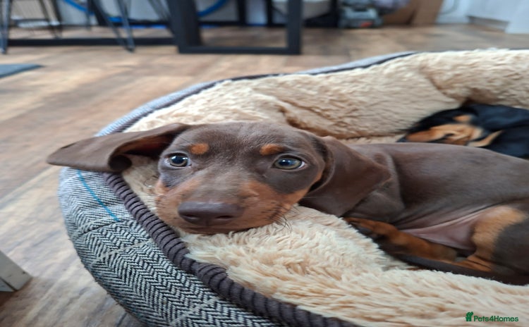 Miniature Dachshund dogs - Advert 16