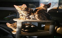 Bengal cats for sale: Brown Rosetted TICA Bengals Ready Now - Advert 9
