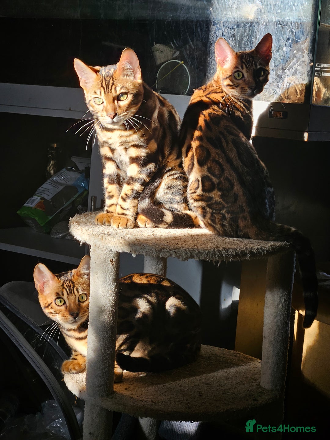 Bengal cats for sale: Brown Rosetted TICA Bengals Ready Now - Advert 9