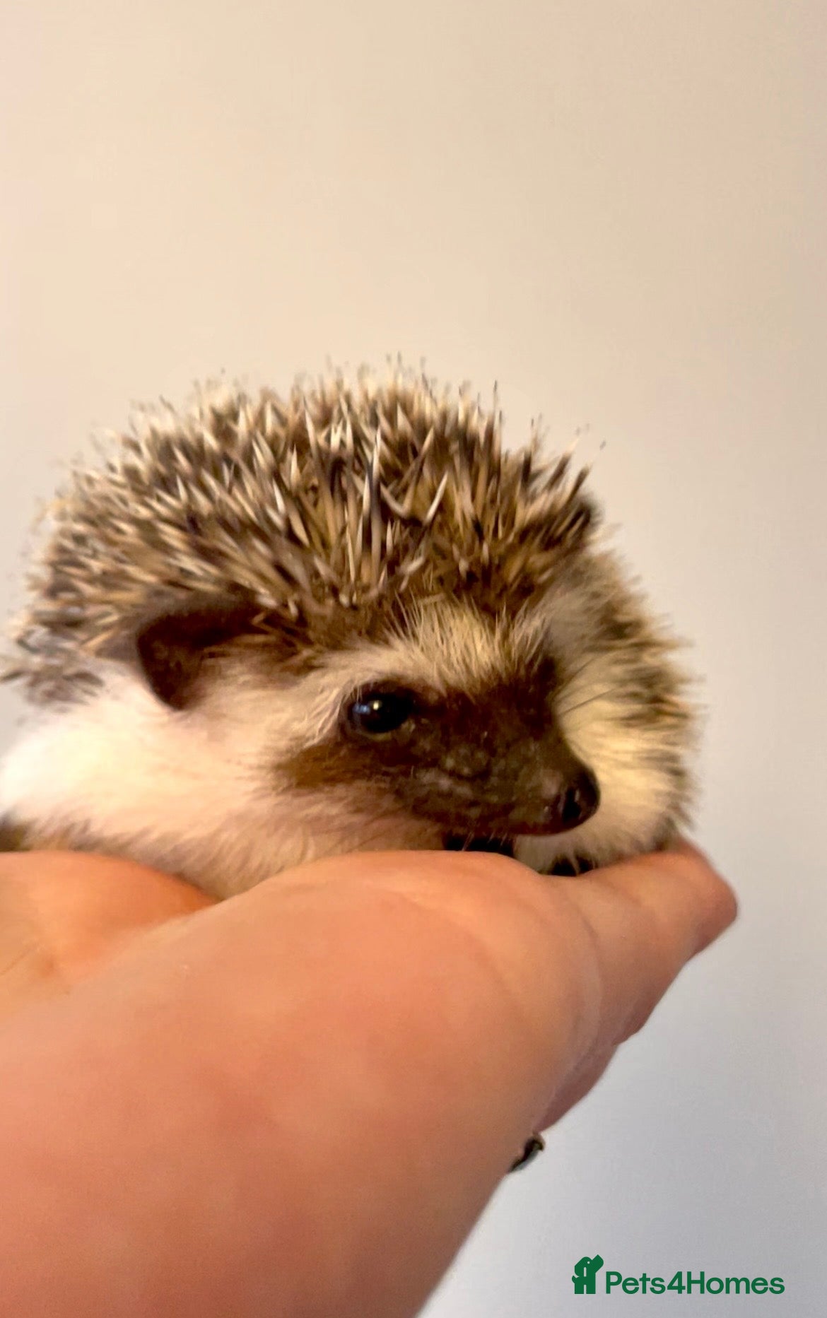 Pygmy Hedgehog rodents Adorable African Pygmy Hedgehog Babies  - Advert 1