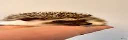Pygmy Hedgehog rodents for sale: Adorable African Pygmy Hedgehog Babies Male Female - Advert 1