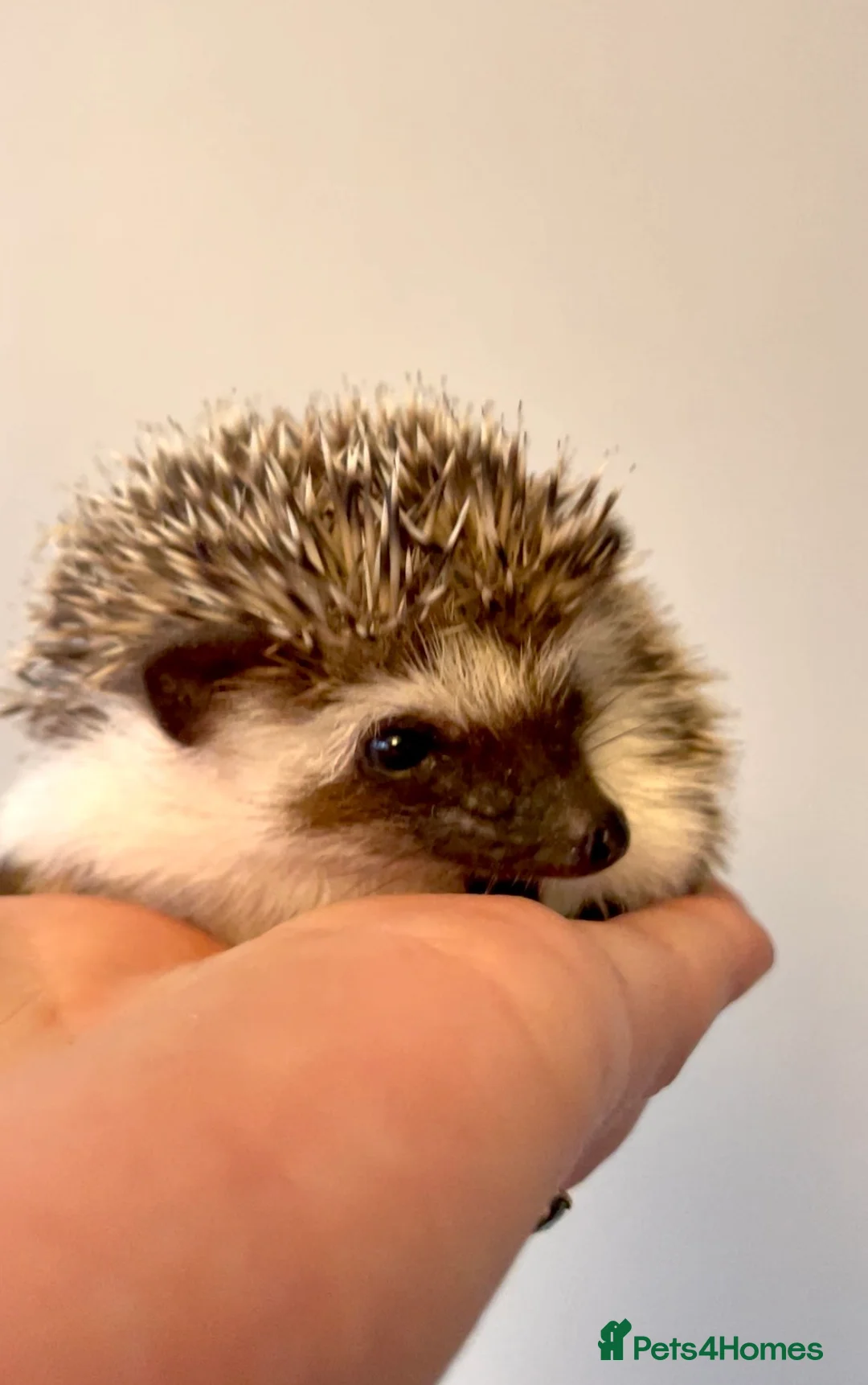 Pygmy Hedgehog rodents for sale: Adorable African Pygmy Hedgehog Babies Male Female - Advert 1