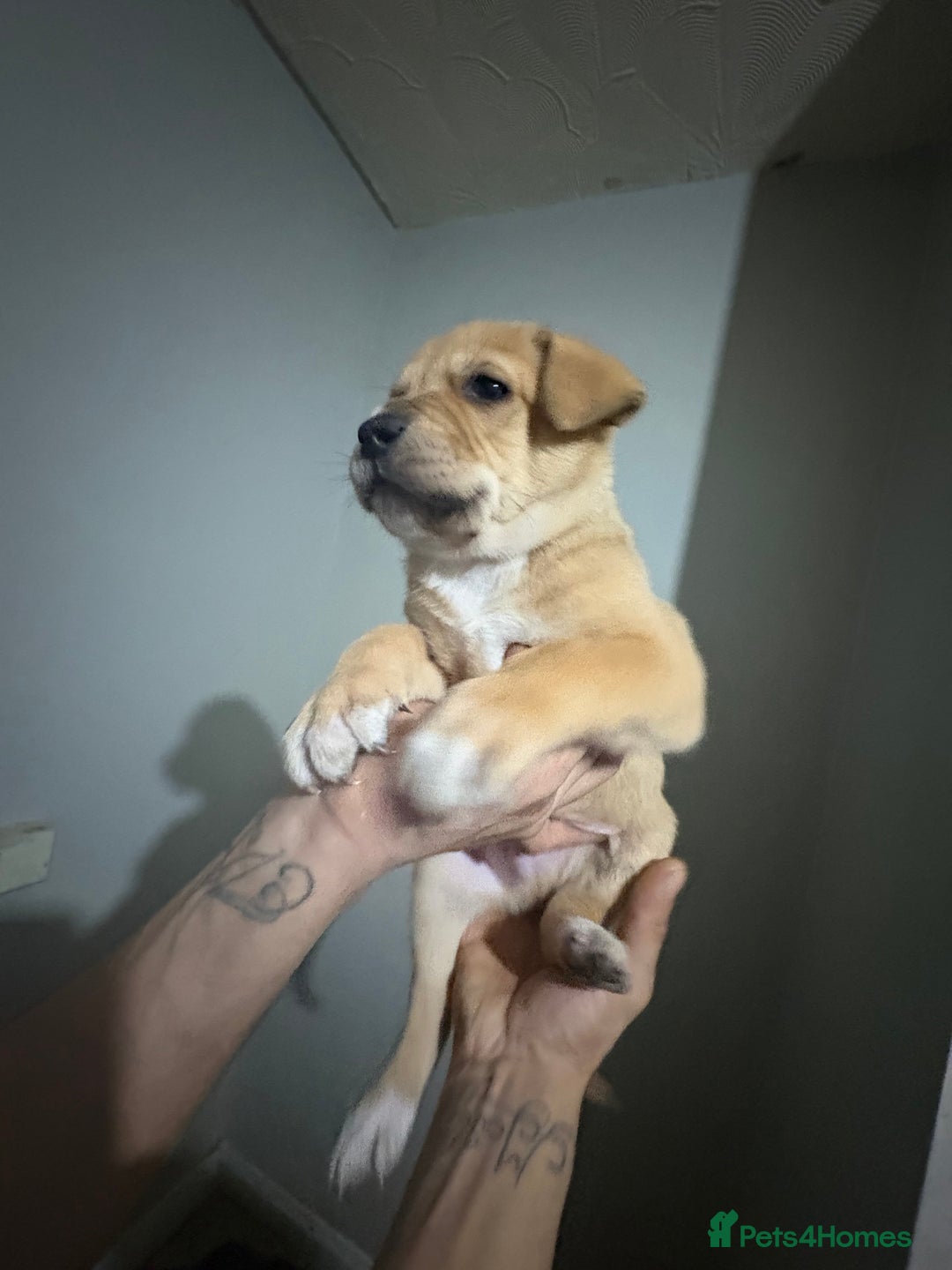 Mixed Breed dogs for sale: american akita  - Advert 15
