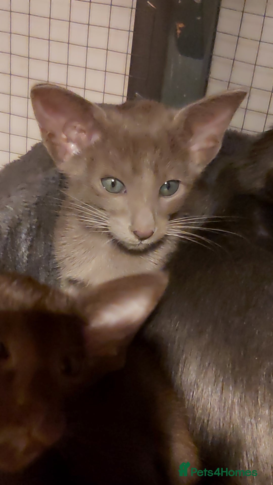 Oriental cats for sale: Full Pedigree Oriental 1 Kitten XL size ears GCCF - Advert 21