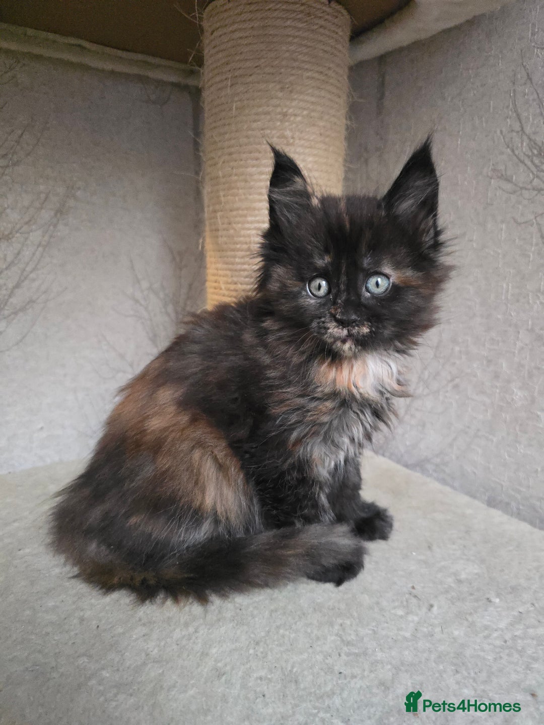 Maine Coon cats for sale: Amazing Large Purebred Maine Coon Kittens - Advert 18