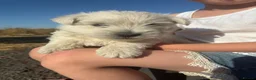 West Highland Terrier dogs for sale: West highland terrier puppies  in Northampton - Advert 7