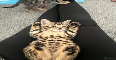 Bengal cats - Advert 3