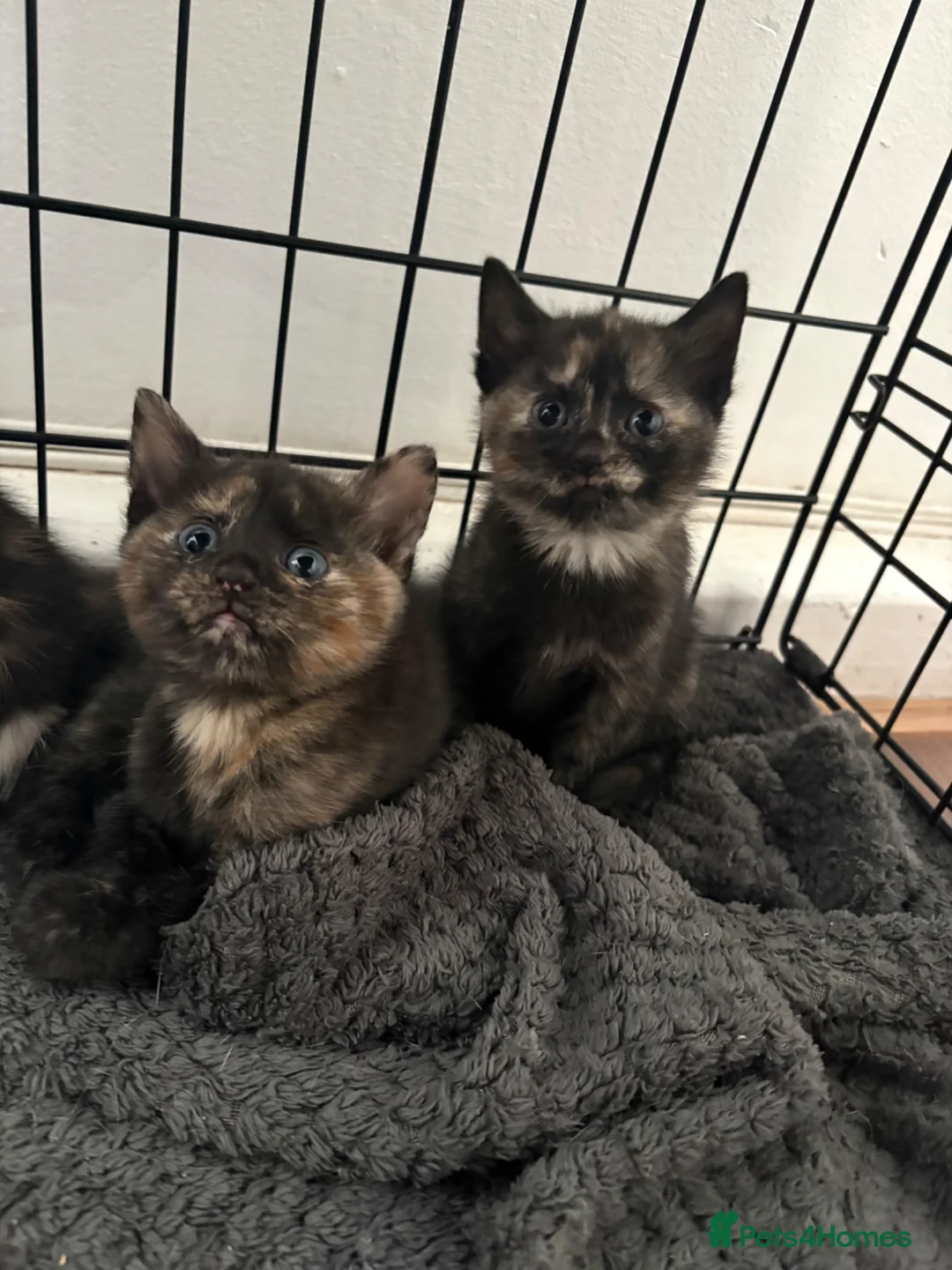 Mixed Breed cats for sale: Gorgeous Kittens Ready Soon - Advert 2