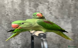 Parrots birds for sale: Alexandrine Parrot Chicks for Sale-Hand-Reared - Image 8