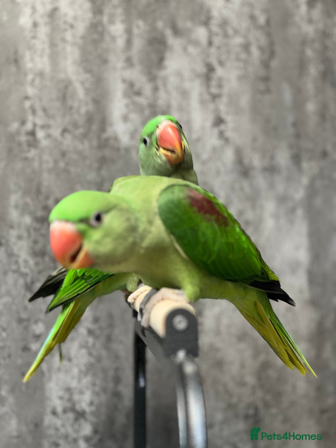 Parrots birds for sale: Alexandrine Parrot Chicks for Sale-Hand-Reared - Image 8