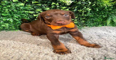 Dobermann dogs - Advert 7